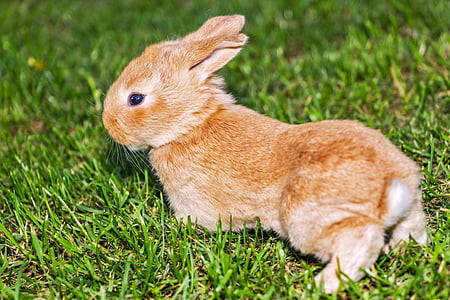 brown rabbit on green grassfield thumbnail