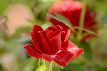 selective focus photo of red rose thumbnail
