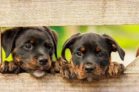 two puppies leaning on a wooden fence thumbnail