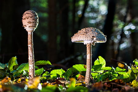 selective focus photography of two gray mushrooms thumbnail