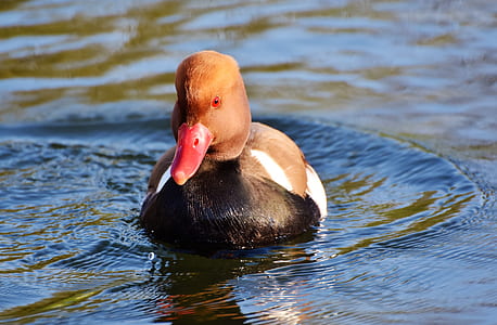 female mallard duck in body of water thumbnail