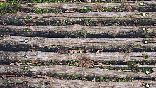 shallow focus photo of tree log trailings thumbnail