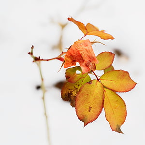 pink withered rose thumbnail