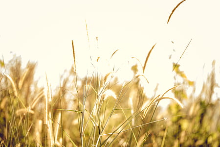 landscape, nature, sky, field thumbnail