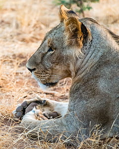close-up photography of lion thumbnail