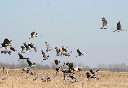 flock of geese flying above grass field thumbnail