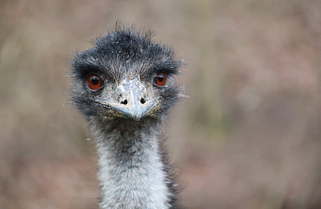 close up photo of ostrich thumbnail