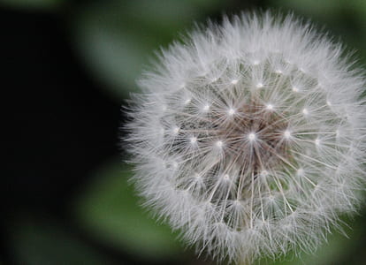 nature, blur, environment, macro thumbnail