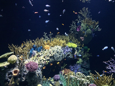 school of gray fish on corals thumbnail