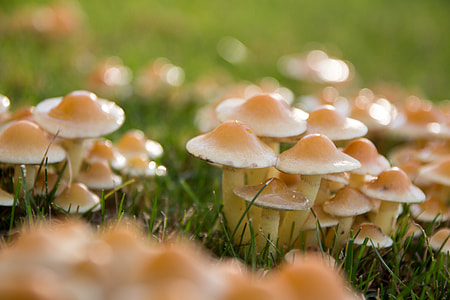 selective focus photography of brown and white mushrooms thumbnail