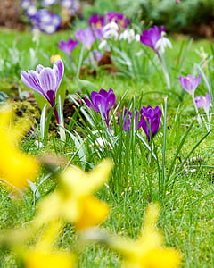 purple and yellow flowers during daytime thumbnail