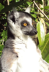 black and gray ringtail lemur thumbnail