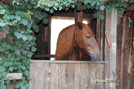 brown horse thumbnail
