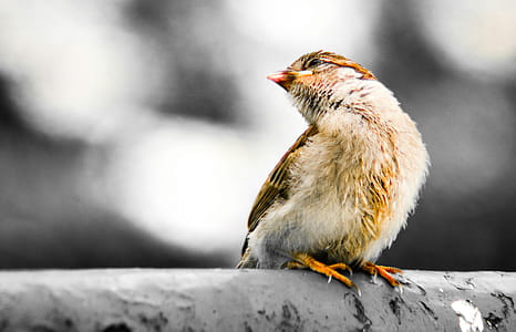 Close-up Photography of Brown Bird thumbnail