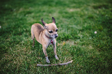 Small dogs on the grass thumbnail
