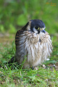 macroshot photography of black and brown bird thumbnail