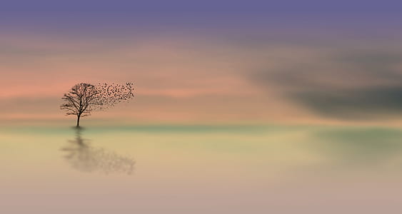 tree on body of water digital wallpaper thumbnail