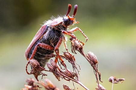 red and black beetle thumbnail