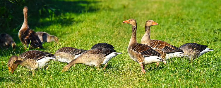 herd of swan on green grass field thumbnail