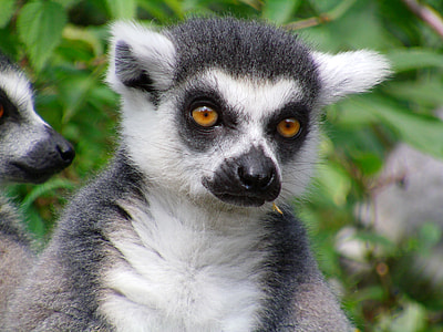 Lemur, Ring Tailed Lemur thumbnail