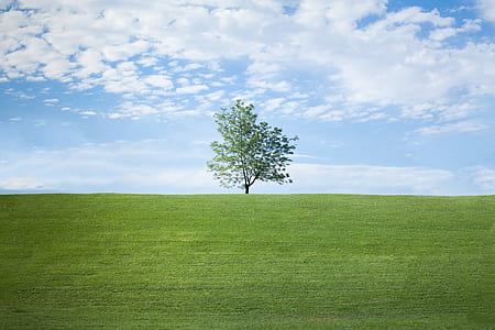 green leafed tree on ground under clear sky thumbnail