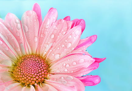 pink chrysanthemum flower in closeup photography thumbnail