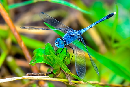 close up photo of blue dragonfly on leaf thumbnail