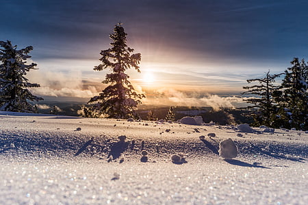 snowfield with trees thumbnail