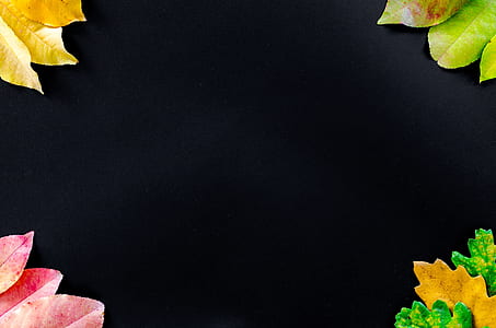 multicolored leaf photo frame illustration thumbnail