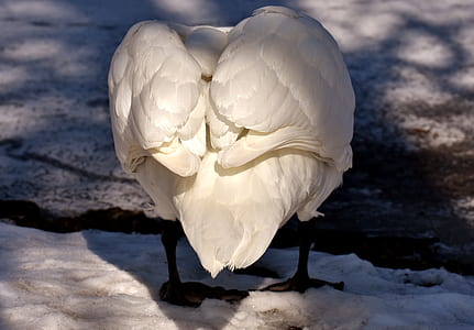 close-up photography of white duck thumbnail