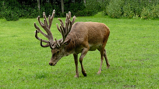 brown moose standing on grass thumbnail