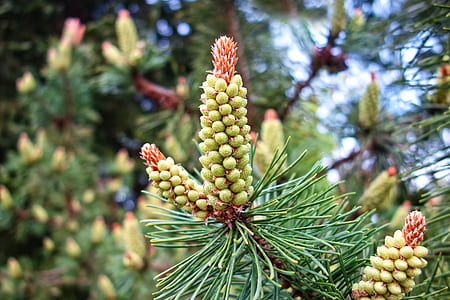 green leafed plants thumbnail