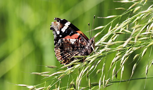 close up photo of Vanessa atalanta butterfly perched on leaf thumbnail