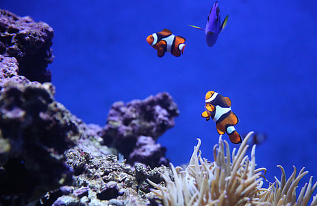 Finding Nemo thumbnail