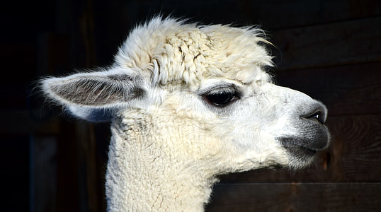 white llama thumbnail