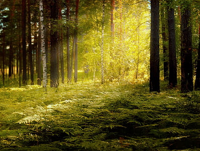 forest with sunlight illustration thumbnail