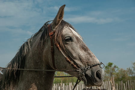 close-up photo of grey horse thumbnail
