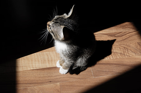 kitten on floor thumbnail