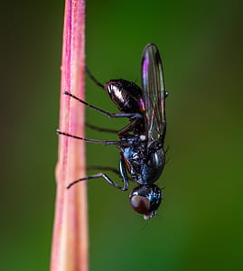 Black Bottlefly on Pink Stem thumbnail