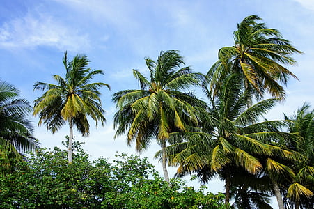 green coconut tree under white clouds and blue sky thumbnail
