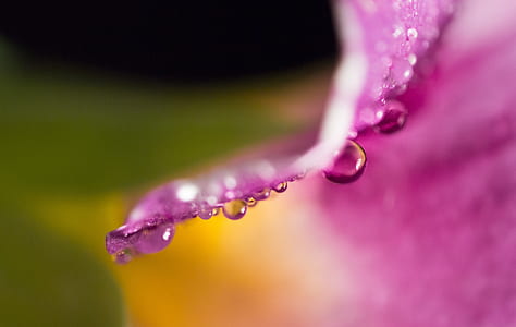 selective focus photography of water droplets on purple petal thumbnail