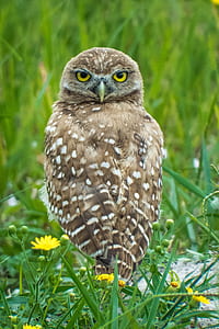 brown and white owl perching on plant thumbnail