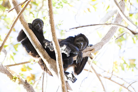 Two Black Monkey Climbing On Tree thumbnail