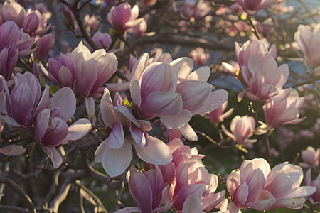 Tree Blossoms Blooming Photo thumbnail