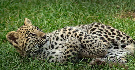 brown and black cheetah lying on grass thumbnail