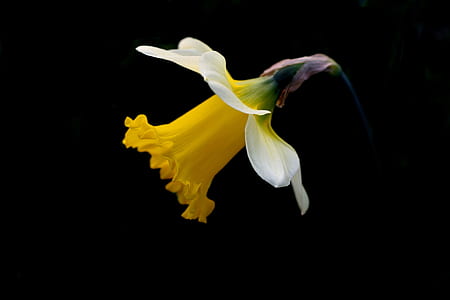 close-up photo of yellow and white daffodil flower thumbnail