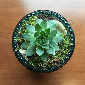 green leaf succulent plant thumbnail