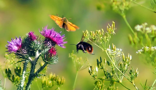 bee flying over purple petaled flower thumbnail
