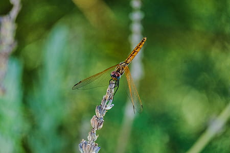 brown and black dragonfly perched on flower thumbnail