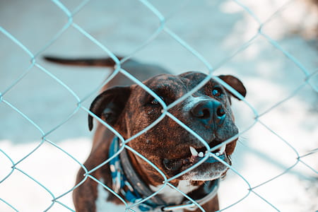 adult brown brindle and white American pit bull terrier on focus photo thumbnail